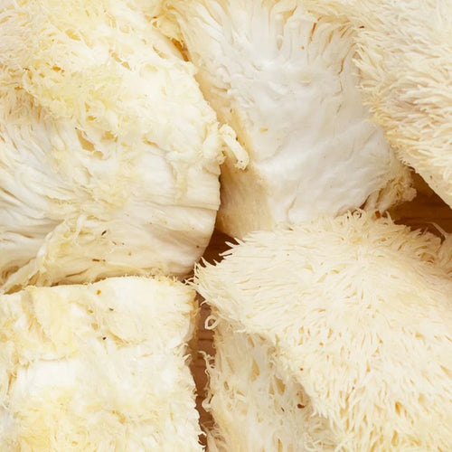 Hongo Melena de León